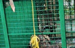 ಸವಣಾಲಿನಲ್ಲಿ ಆತಂಕ ಮೂಡಿಸಿದ್ದ ಚಿರತೆ ಸೆರೆ