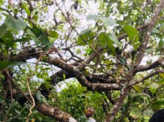 ಬೆಳ್ತಂಗಡಿ; ಹುಣ್ಸೆಕಟ್ಟೆಯಲ್ಲಿ ವ್ಯಕ್ತಿ ನೇಣು ಬಿಗಿದು ಆತ್ಮಹತ್ಯೆ