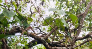 ಬೆಳ್ತಂಗಡಿ; ಹುಣ್ಸೆಕಟ್ಟೆಯಲ್ಲಿ ವ್ಯಕ್ತಿ ನೇಣು ಬಿಗಿದು ಆತ್ಮಹತ್ಯೆ