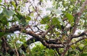 ಬೆಳ್ತಂಗಡಿ; ಹುಣ್ಸೆಕಟ್ಟೆಯಲ್ಲಿ ವ್ಯಕ್ತಿ ನೇಣು ಬಿಗಿದು ಆತ್ಮಹತ್ಯೆ