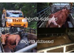 ಮಲವಂತಿಗೆ, ಅಕ್ರಮ ಗೋಸಾಗಾಟ ಪತ್ತೆ; ನಾಲ್ವರು ಆರೋಪಿಗಳ ಬಂಧನ