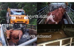 ಮಲವಂತಿಗೆ, ಅಕ್ರಮ ಗೋಸಾಗಾಟ ಪತ್ತೆ; ನಾಲ್ವರು ಆರೋಪಿಗಳ ಬಂಧನ