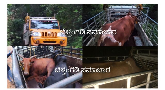 ಮಲವಂತಿಗೆ, ಅಕ್ರಮ ಗೋಸಾಗಾಟ ಪತ್ತೆ; ನಾಲ್ವರು ಆರೋಪಿಗಳ ಬಂಧನ