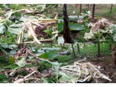 ಧರ್ಮಸ್ಥಳದಲ್ಲಿ ಮುಂದುವರಿದ ಕಾಡಾನೆ ದಾಳಿ ಕೃಷಿ ನಾಶ