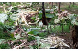 ಧರ್ಮಸ್ಥಳದಲ್ಲಿ ಮುಂದುವರಿದ ಕಾಡಾನೆ ದಾಳಿ ಕೃಷಿ ನಾಶ