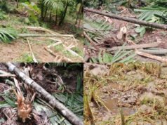 ಮಲವಂತಿಗೆ ಕಾಡಾನೆ ದಾಳಿ ನೂರಾರು ಅಡಿಕೆ ಮರಗಳು ನಾಶ