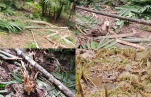 ಮಲವಂತಿಗೆ ಕಾಡಾನೆ ದಾಳಿ ನೂರಾರು ಅಡಿಕೆ ಮರಗಳು ನಾಶ