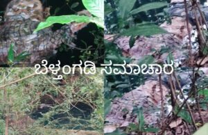 ಕಳಿಯ ಗ್ರಾಮದ ಗೇರುಕಟ್ಟೆ ಎಂಬಲ್ಲಿ ಕೆರೆಯಲ್ಲಿ ಕೊಳೆತ ಸ್ಥಿತಿಯಲ್ಲಿ ವ್ಯಕ್ತಿಯ ಮೃತದೇಹ ಪತ್ತೆ.