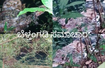 ಕಳಿಯ ಗ್ರಾಮದ ಗೇರುಕಟ್ಟೆ ಎಂಬಲ್ಲಿ ಕೆರೆಯಲ್ಲಿ ಕೊಳೆತ ಸ್ಥಿತಿಯಲ್ಲಿ ವ್ಯಕ್ತಿಯ ಮೃತದೇಹ ಪತ್ತೆ.