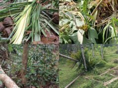 ಕಲ್ಮಂಜ; ಕಾಡಾನೆ ದಾಳಿ ವ್ಯಾಪಕವಾದ ಕೃಷಿ ಹಾನಿ