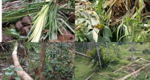 ಕಲ್ಮಂಜ; ಕಾಡಾನೆ ದಾಳಿ ವ್ಯಾಪಕವಾದ ಕೃಷಿ ಹಾನಿ