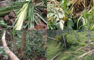 ಕಲ್ಮಂಜ; ಕಾಡಾನೆ ದಾಳಿ ವ್ಯಾಪಕವಾದ ಕೃಷಿ ಹಾನಿ