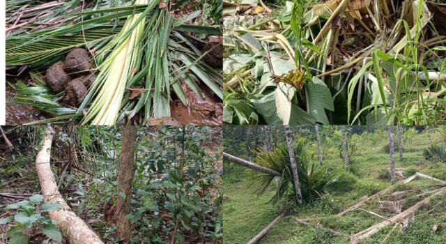 ಕಲ್ಮಂಜ; ಕಾಡಾನೆ ದಾಳಿ ವ್ಯಾಪಕವಾದ ಕೃಷಿ ಹಾನಿ
