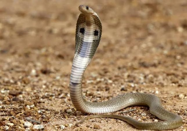 ಶಿಶಿಲ ತೋಟದಲ್ಲಿ ಕೆಲಸ ಮಾಡುತ್ತಿದ್ದ ವೇಳೆ ಹಾವು ಕಚ್ಚಿ ಮಹಿಳೆ ಮೃತ್ಯು