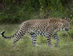 ಮುಂಡಾಜೆ; ರಬ್ಬರ್ ತೋಟದಲ್ಲಿ ಕಾಣಿಸಿದ ನಾಲ್ಕು ಚಿರತೆಗಳು, ಕೂದಲೆಳೆ ಅಂತರದಲ್ಲಿ ಕಾರ್ಮಿಕರು ಅಪಾಯದಿಂದ ಪಾರು