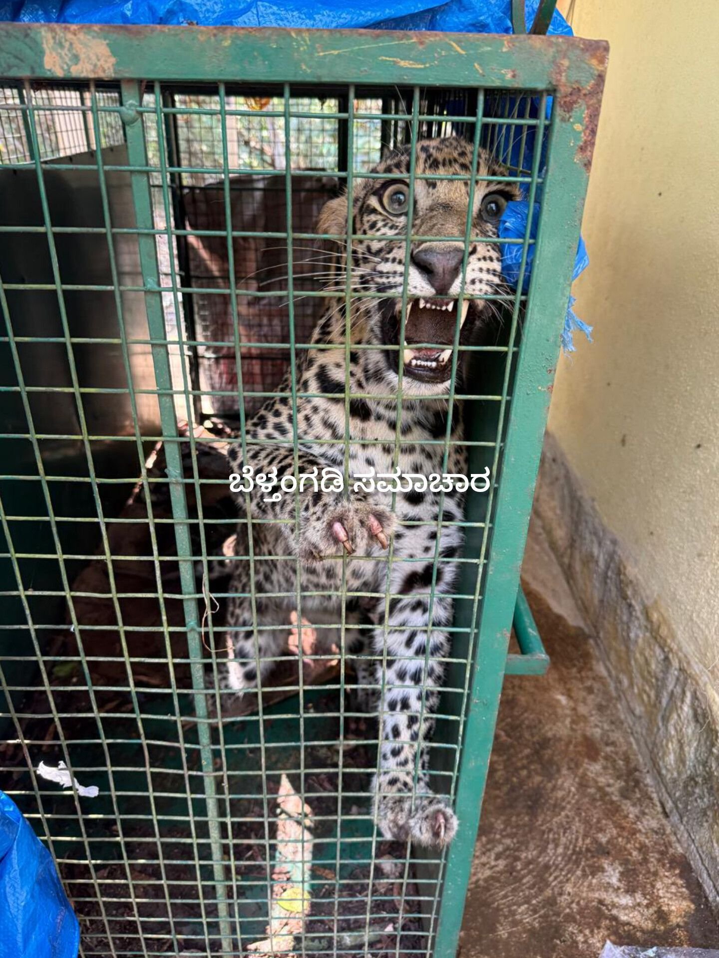 ವೇಣೂರು ಉರುಳಿನ ಹಗ್ಗದೊಂದಿಗೆ ಪೊದೆಗಳ ಮದ್ಯೆ ಸಿಲುಕಿ ಒದ್ದಾಡುತ್ತಿದ್ದ ಚಿರತೆ ರಕ್ಷಣೆ