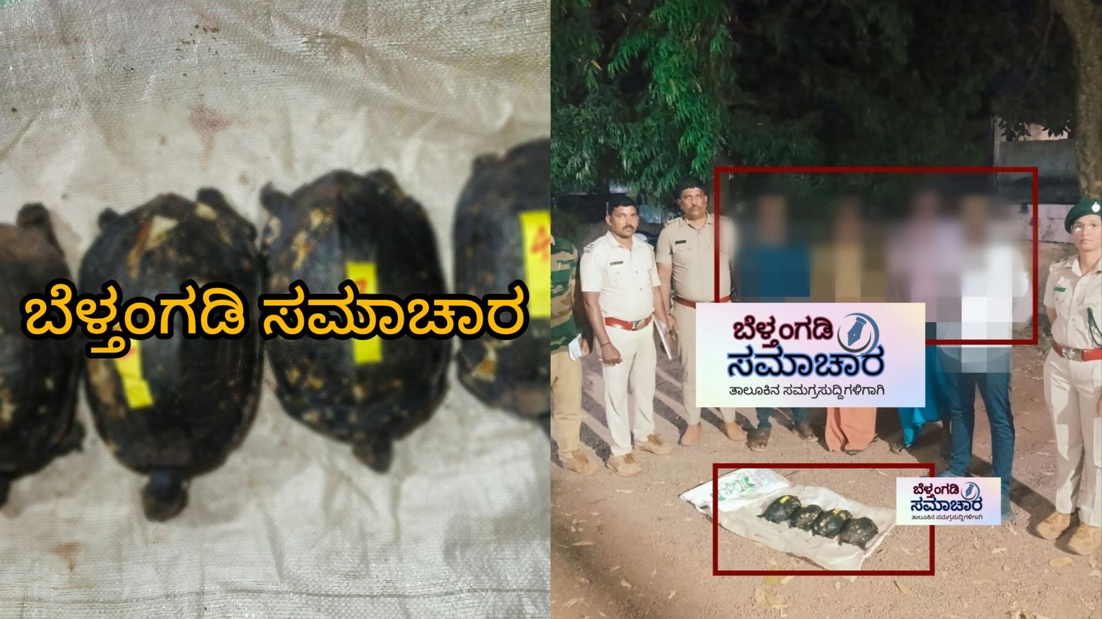 ಬೆಳ್ತಂಗಡಿ : ತಿಥಿ ಕಾರ್ಯಕ್ರಮಕ್ಕೆ ಬಡಿಸಲು ಆಮೆಗಳ ಬೇಟೆ ಆಮೆಗಳು ಸಮೇತ ನಾಲ್ಕು ಮಂದಿಯ ಬಂಧನ