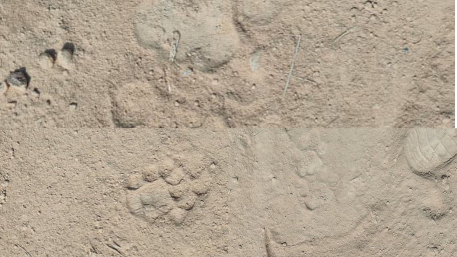 ಲಾಯಿಲ ಅಗಳಿ ಪರಿಸರದಲ್ಲಿ ಚಿರತೆ ಓಡಾಟ