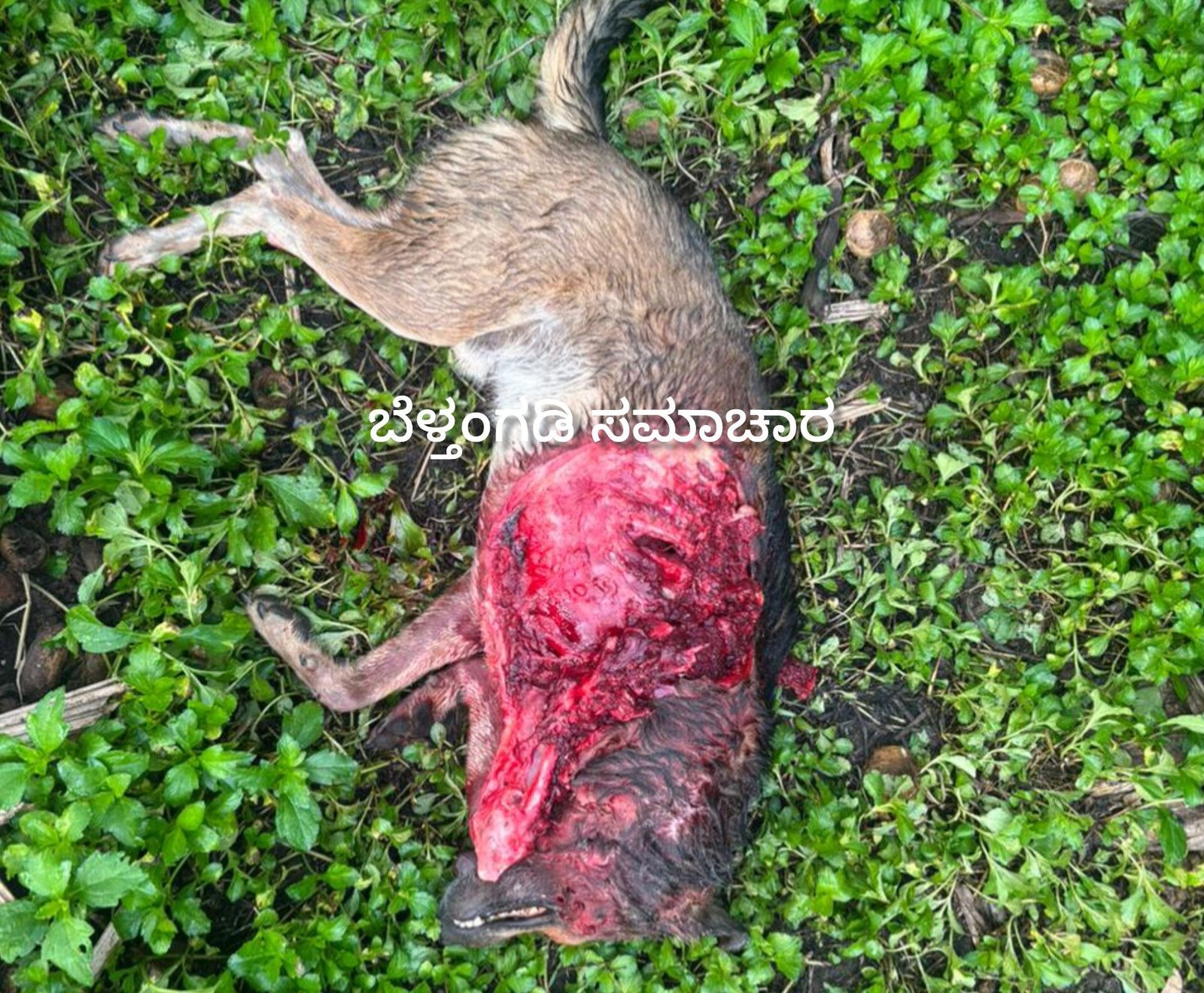 ಮಚ್ಚಿನ ಚಿರತೆ ದಾಳಿಗೆ ನಾಯಿ ಬಲಿ