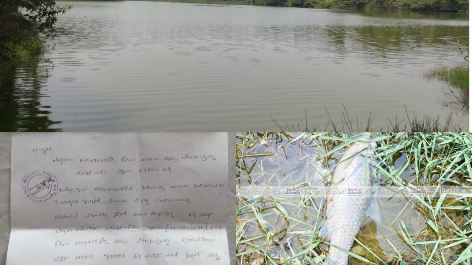 ಗುರುವಾಯನ’ಕೆರೆ’ಯಲ್ಲಿ ಸತ್ತು ತೇಲುತ್ತಿರುವ ಮೀನುಗಳು: ತನಿಖೆ ನಡೆಸುವಂತೆ ವ್ಯಾಪಾರಿಯಿಂದ ದೂರು