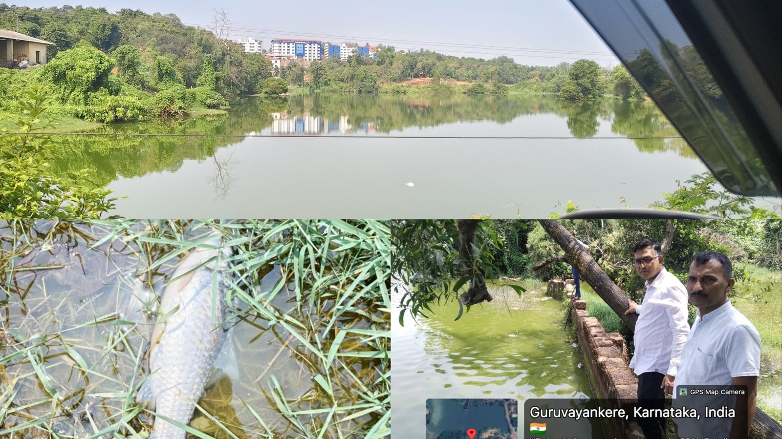 ಬೆಳ್ತಂಗಡಿ: ಗುರುವಾಯನ ‘ಕೆರೆ’ಯಲ್ಲಿ ಮೀನುಗಳ ಅಸಹಜ ಸಾವು ಅಧಿಕಾರಿಗಳಿಂದ ಪರಿಶೀಲನೆ