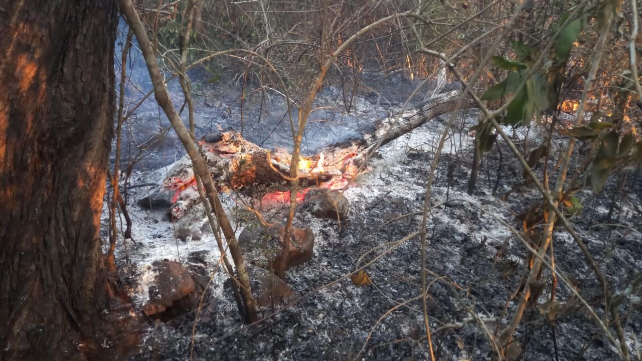 ಬೆಳ್ತಂಗಡಿ ಮೊಗ್ರು ಅರಣ್ಯದಲ್ಲಿ ಬೆಂಕಿ ಆಕಸ್ಮಿಕ ಅಪಾರ ನಷ್ಟ