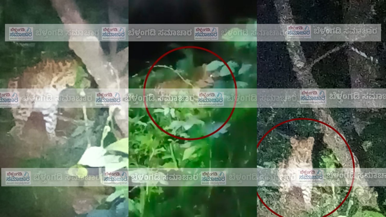 ಬೆಳ್ತಂಗಡಿ : ರಬ್ಬರ್ ತೋಟದಲ್ಲಿ ಚಿರತೆ ಓಡಾಟ; ಮಹಿಳೆಯಿಂದ ಚಿರತೆಯ ಫೋಟೋ & ವಿಡಿಯೋ ಚಿತ್ರೀಕರಣ