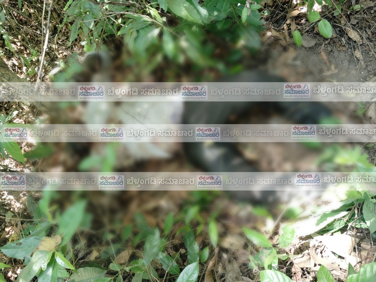 ಬೆಳ್ತಂಗಡಿ : ನೇತ್ರಾವತಿಯ ಬಂಗ್ಲೆಗುಡ್ಡೆಯಲ್ಲಿ ಅಪರಿಚಿತ ಮೃತದೇಹ ಪತ್ತೆ