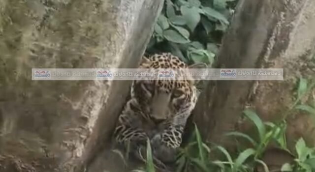 ಚಾರ್ಮಾಡಿ ಘಾಟಿಯಲ್ಲಿ ಚಿರತೆ ಆತಂಕ: ಮಳೆಗಾಲದಲ್ಲಿ ಪ್ರವಾಸಿಗರಿಗೆ ಅರಣ್ಯ ಇಲಾಖೆ ಕಟ್ಟುನಿಟ್ಟಿನ ಎಚ್ಚರಿಕೆ