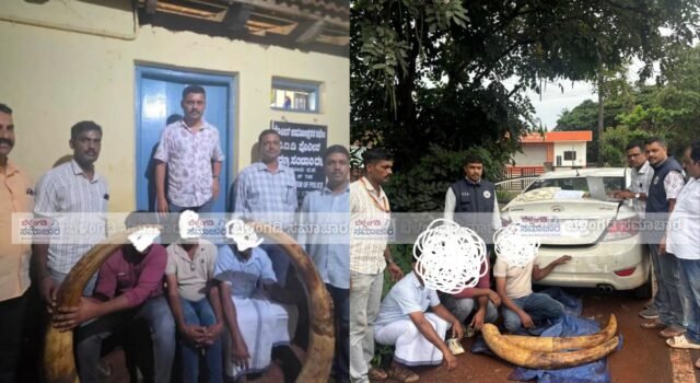 ಮಂಗಳೂರು: 42.7 ಕೆಜಿ ಆನೆದಂತ ವಶ, ಪುದುವೆಟ್ಟಿನ ವ್ಯಕ್ತಿ ಸೇರಿದಂತೆ ಮೂವರ ಬಂಧನ