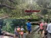 ಬೆಳ್ತಂಗಡಿ; ಹತ್ಯಡ್ಕದಲ್ಲಿ ರಸ್ತಗೆ ಬಿದ್ದ ಹೆಮ್ಮರ ಸಂಚಾರ ಅಸ್ತವ್ಯಸ್ತ