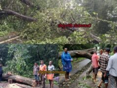 ಬೆಳ್ತಂಗಡಿ; ಹತ್ಯಡ್ಕದಲ್ಲಿ ರಸ್ತಗೆ ಬಿದ್ದ ಹೆಮ್ಮರ ಸಂಚಾರ ಅಸ್ತವ್ಯಸ್ತ