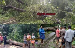 ಬೆಳ್ತಂಗಡಿ; ಹತ್ಯಡ್ಕದಲ್ಲಿ ರಸ್ತಗೆ ಬಿದ್ದ ಹೆಮ್ಮರ ಸಂಚಾರ ಅಸ್ತವ್ಯಸ್ತ