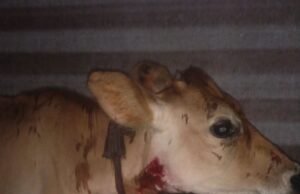 ಬೆಳ್ತಂಗಡಿ: ಬಂದಾರು ಹಟ್ಟಿಗೆ ನುಗ್ಗಿ ಕರುವಿನ ಮೇಲೆ ದಾಳಿ ಮಾಡಿದ ಚಿರತೆ
