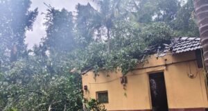 ಕಡಬ: ಮನೆ ಮೇಲೆ ಮರ ಬಿದ್ದು ಅಪಾರ ಹಾನಿ ಮಹಿಳೆಗೆ ಗಾಯ