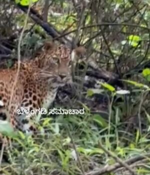ನೆರಿಯ ಎಸ್ಟೇಟ್ ನಲ್ಲಿ ಕಾಣಿಸಿಕೊಂಡ ಚಿರತೆ ಜನರಲ್ಲಿ ಆತಂಕ