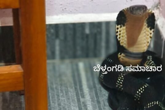 ಡೈನಿಂಗ್ ಹಾಲ್ ನಲ್ಲಿ ಕಿಂಗ್ ಕೋಬ್ರಾ; ರಕ್ಷಿಸಿದ ಸ್ನೇಕ್ ಅಶೋಕ್