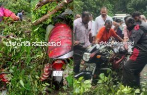 ಬೆಳ್ತಂಗಡಿ; ಅರಸಿನಮಕ್ಕಿಯಲ್ಲಿ ಚಲಿಸುತ್ತಿದ್ದ ಬೈಕ್ ಮೇಲೆಬಿದ್ದ ಮರ ಸವಾರ ಅಪಾಯದಿಂದ ಪಾರು