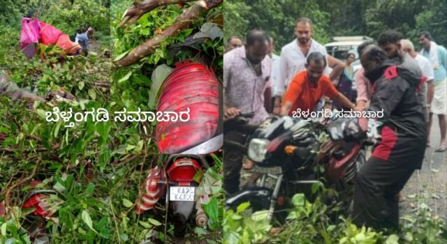 ಬೆಳ್ತಂಗಡಿ; ಅರಸಿನಮಕ್ಕಿಯಲ್ಲಿ ಚಲಿಸುತ್ತಿದ್ದ ಬೈಕ್ ಮೇಲೆಬಿದ್ದ ಮರ ಸವಾರ ಅಪಾಯದಿಂದ ಪಾರು