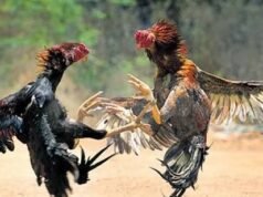 ಬೆಳ್ತಂಗಡಿ : ಮಿತ್ತಬಾಗಿಲಿನಲ್ಲಿ ಕೋಳಿ ಅಂಕದ ಮೇಲೆ ಬೆಳ್ತಂಗಡಿ ಪೊಲೀಸ್ ದಾಳಿ