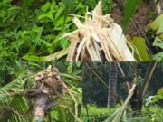 ಬೆಳ್ತಂಗಡಿ: ನಿಡ್ಲೆಯಲ್ಲಿ ಕಾಡಾನೆ ದಾಳಿ ವ್ಯಾಪಕ ಕೃಷಿ ಹಾನಿ