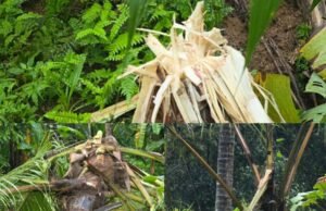 ಬೆಳ್ತಂಗಡಿ: ನಿಡ್ಲೆಯಲ್ಲಿ ಕಾಡಾನೆ ದಾಳಿ ವ್ಯಾಪಕ ಕೃಷಿ ಹಾನಿ