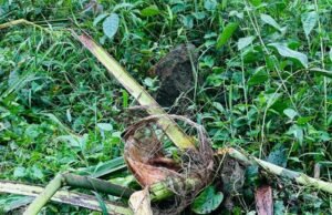 ಬೆಳ್ತಂಗಡಿ; ತಾಲೂಕಿನಲ್ಲಿ ಮುಂದುವರಿದ ಕಾಡಾನೆ ದಾಳಿ ಆತಂಕದಲ್ಲಿ ಕೃಷಿಕರು