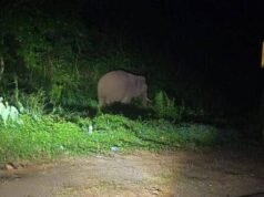 ಧರ್ಮಸ್ಥಳ; ಹೆದ್ದಾರಿ ಬದಿ ಕಾಡಾನೆ ಪ್ರತ್ಯಕ್ಷ