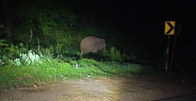 ಧರ್ಮಸ್ಥಳ; ಹೆದ್ದಾರಿ ಬದಿ ಕಾಡಾನೆ ಪ್ರತ್ಯಕ್ಷ