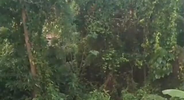 ಉಜಿರೆ; ಕೊನೆಗೂ ಅರಣ್ಯ ಸೇರಿದ ಕಾಡನೆ ಇಂಜಿನಿಯರಿಂಗ್ ಕಾಲೇಜ್ ಸಮೀಪ ಬೀಡು ಬಿಟ್ಟಿದ್ದ ಕಾಡಾನೆ
