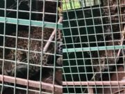 ಬೆಳ್ತಂಗಡಿ : ಸವಣಾಲಿನಲ್ಲಿ ಅರಣ್ಯ ಇಲಾಖೆಯ ಬೋನಿಗೆ ಬಿದ್ದ ಚಿರತೆ