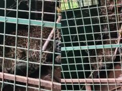 ಬೆಳ್ತಂಗಡಿ : ಸವಣಾಲಿನಲ್ಲಿ ಅರಣ್ಯ ಇಲಾಖೆಯ ಬೋನಿಗೆ ಬಿದ್ದ ಚಿರತೆ