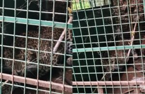 ಬೆಳ್ತಂಗಡಿ : ಸವಣಾಲಿನಲ್ಲಿ ಅರಣ್ಯ ಇಲಾಖೆಯ ಬೋನಿಗೆ ಬಿದ್ದ ಚಿರತೆ