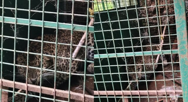 ಬೆಳ್ತಂಗಡಿ : ಸವಣಾಲಿನಲ್ಲಿ ಅರಣ್ಯ ಇಲಾಖೆಯ ಬೋನಿಗೆ ಬಿದ್ದ ಚಿರತೆ